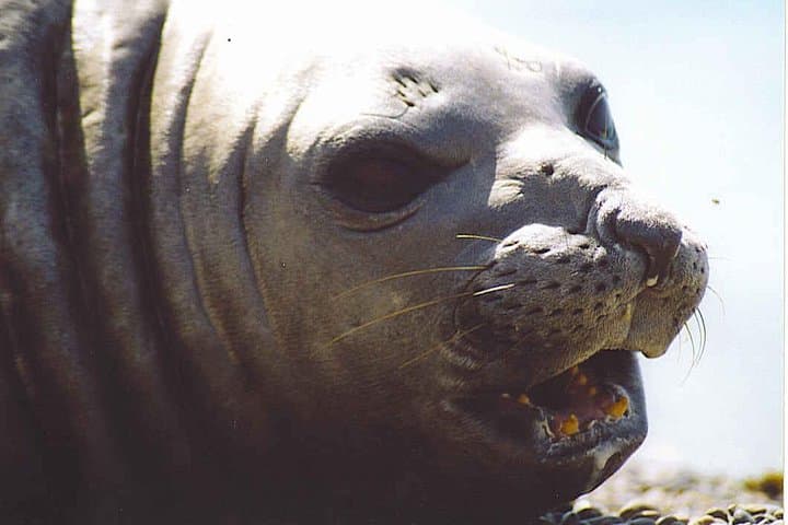 Peninsula Valdes Shore Excursion from Puerto Madryn — Coastal Wildlife of Patagonia