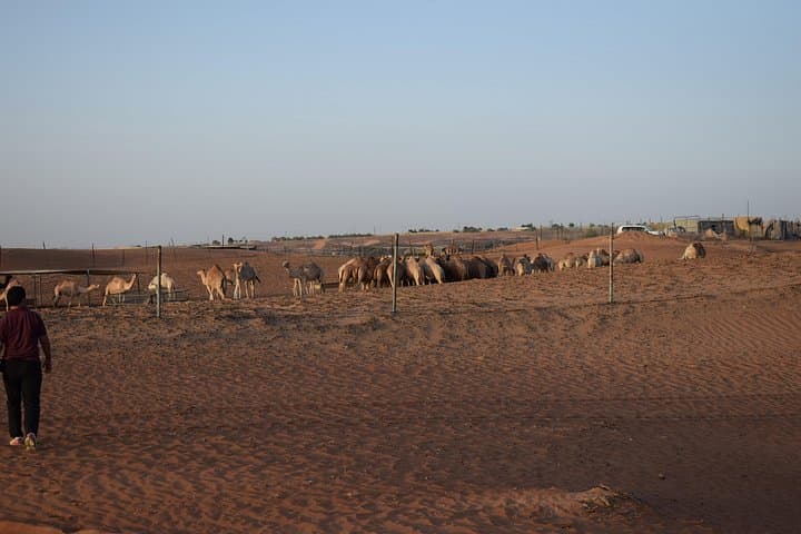 Dubai Morning Desert Safari: Dune Bashing, Camel Ride & Sandboarding photo 5