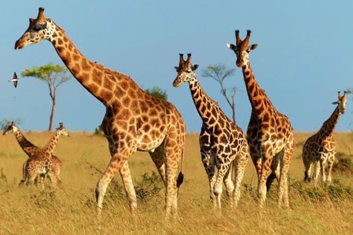 4-Day Kidepo National Park Safari — Uganda's Remote Wildlife Frontier photo 2