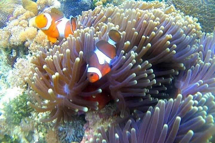 Lombok Pink Beach Snorkel Tour — Pink Sand, Cliffs & Gili Snorkeling photo 3
