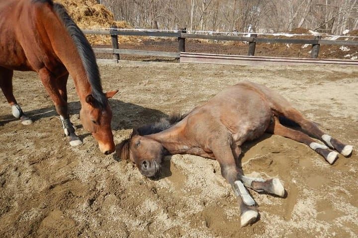 Sapporo Horse Riding Lessons & Nature Trek — Beginner-Friendly Stable Experience