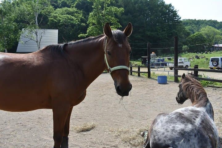Sapporo Horse Riding Lessons & Nature Trek — Beginner-Friendly Stable Experience photo 2