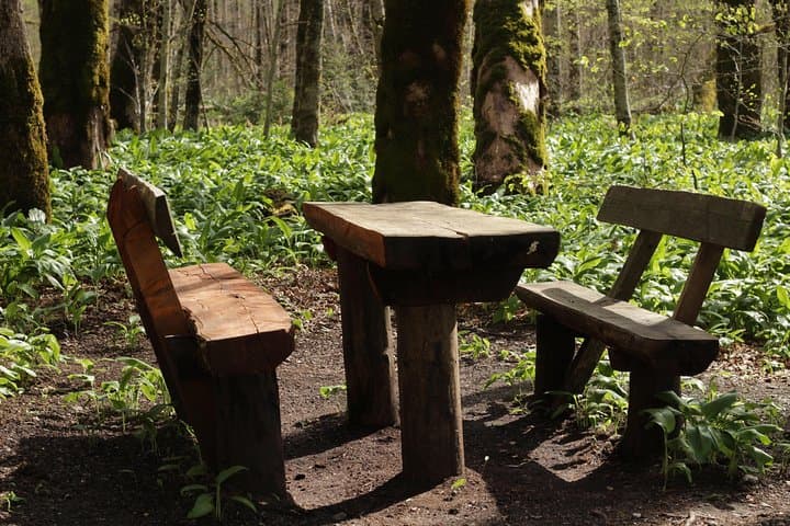Biogradska Gora & Moraca Canyon: Day Tour from Tivat to Montenegro’s Green Heart photo 3