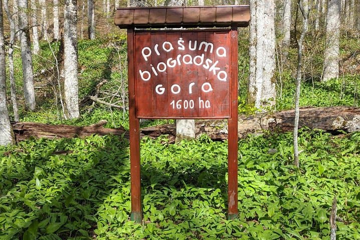 Biogradska Gora & Moraca Canyon: Day Tour from Tivat to Montenegro’s Green Heart photo 4