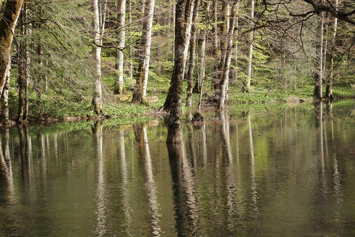 Biogradska Gora & Moraca Canyon: Day Tour from Tivat to Montenegro’s Green Heart photo 6