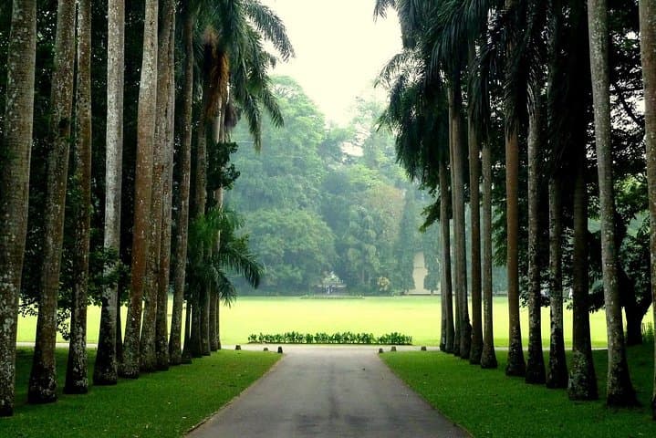 Kandy Day Tour: Temple, Tea Plantations & Royal Botanic Gardens photo 2