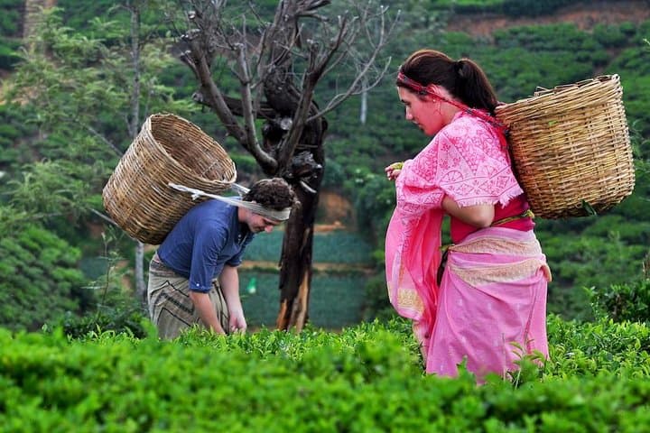 Kandy Day Tour: Temple, Tea Plantations & Royal Botanic Gardens photo 3