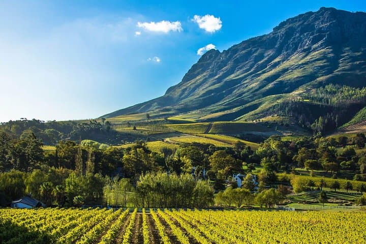 Table Mountain & Constantia Wine Tour — Private Full-Day from Cape Town photo 3