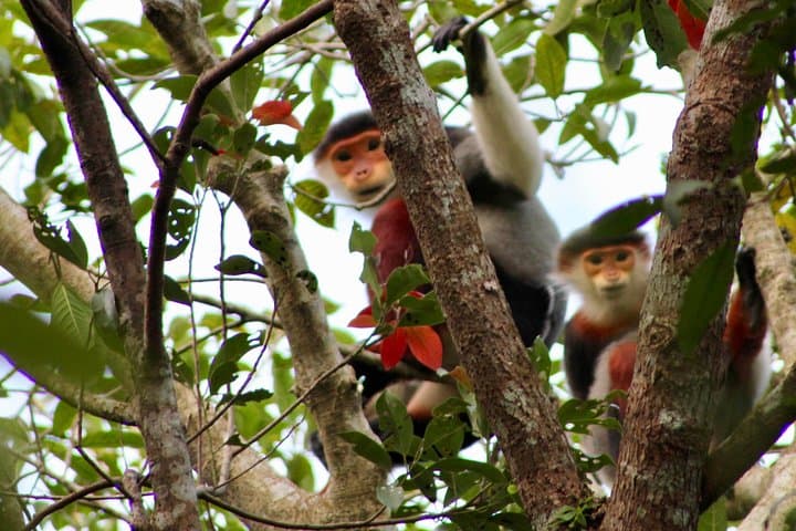Marble Mountain to Monkey Mountain: Private Da Nang Tour to Lady Buddha & Langurs photo 2