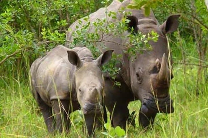 Ziwa Rhino Sanctuary: Track Uganda's Wild Rhinos on a Day Trip from Kampala