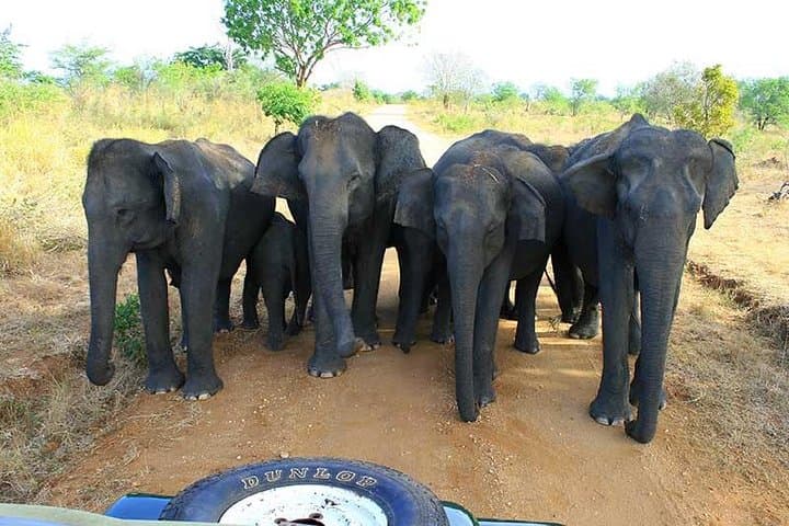 7-Day Sri Lanka Highlights: Sigiriya, Kandy, Nuwara Eliya to Mirissa photo 3