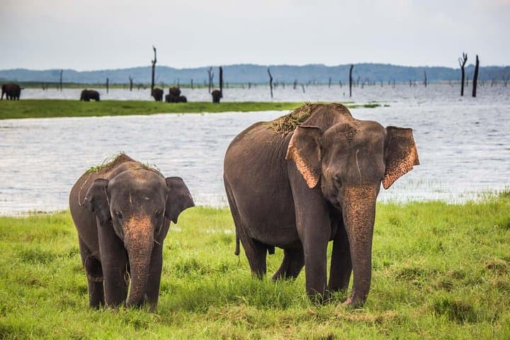 Lunugamwehera (Yala Block 5) Leopard Safari — Half & Full-Day Jeep Tours photo 6