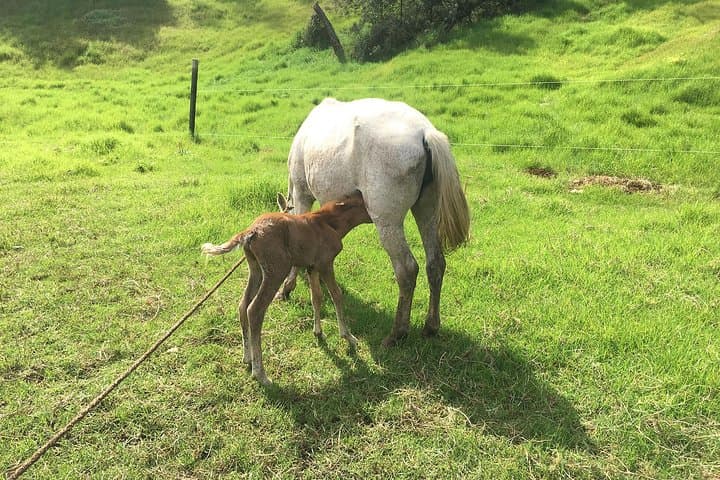 Wynne Farm Ecological Reserve Guided Tour — Nature Walks in Kenscoff, Haiti photo 4