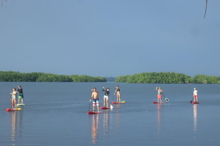 Stand-Up Paddle in Paradise: Mangrove Eco-Tour at Grand Cul-de-Sac Marin photo 4