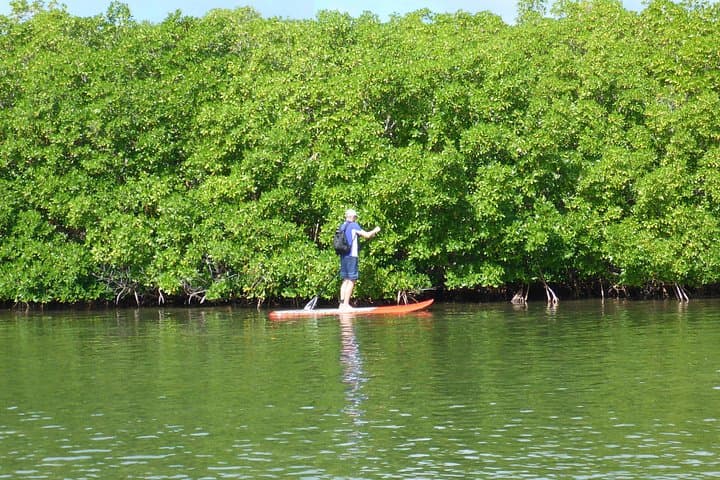 Stand-Up Paddle in Paradise: Mangrove Eco-Tour at Grand Cul-de-Sac Marin photo 2
