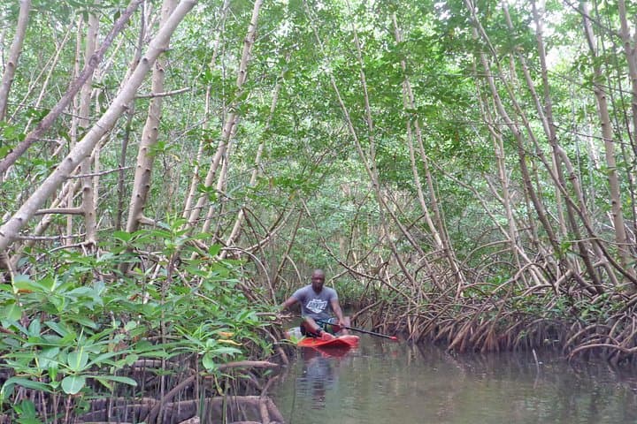 Stand-Up Paddle in Paradise: Mangrove Eco-Tour at Grand Cul-de-Sac Marin photo 1