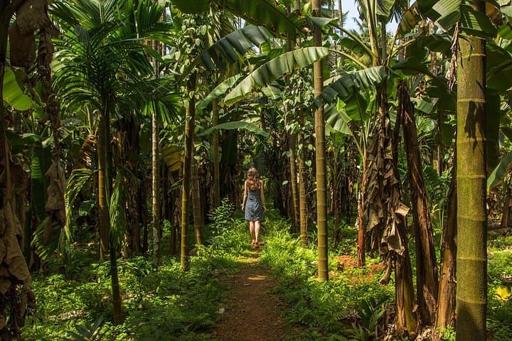 Explore Penang's Tropical Spice Garden: Guided Tours & Entrance Tickets photo 6