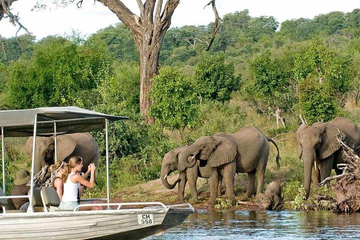 Chobe Safari Day Trip from Livingstone: Kasane Game Drive & River Cruise photo 2