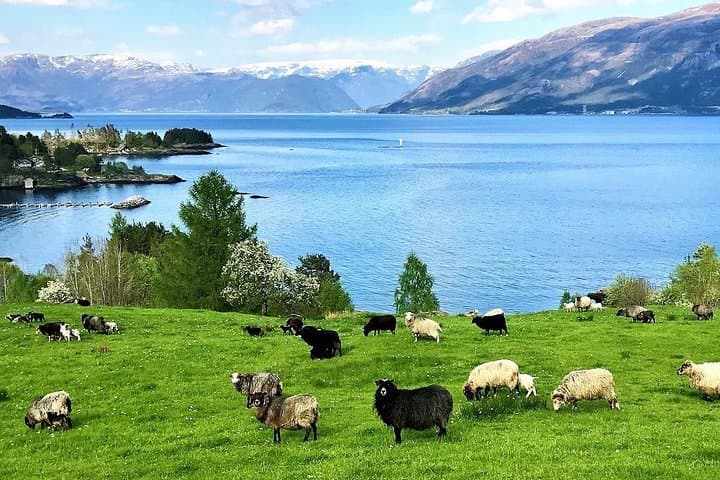 Explore Ålesund and the Viking Islands: Half-Day Small-Group Shore Tour photo 5
