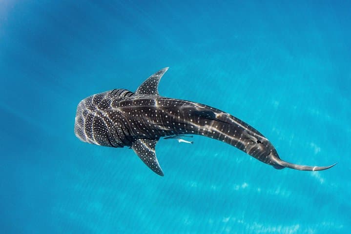 VIP Ningaloo Reef Private Charter — Whale Shark & Snorkel Day from Exmouth photo 2