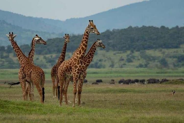 2-Day Akagera National Park Safari: Big Five Game Drives & Lake Ihema Boat Trip
