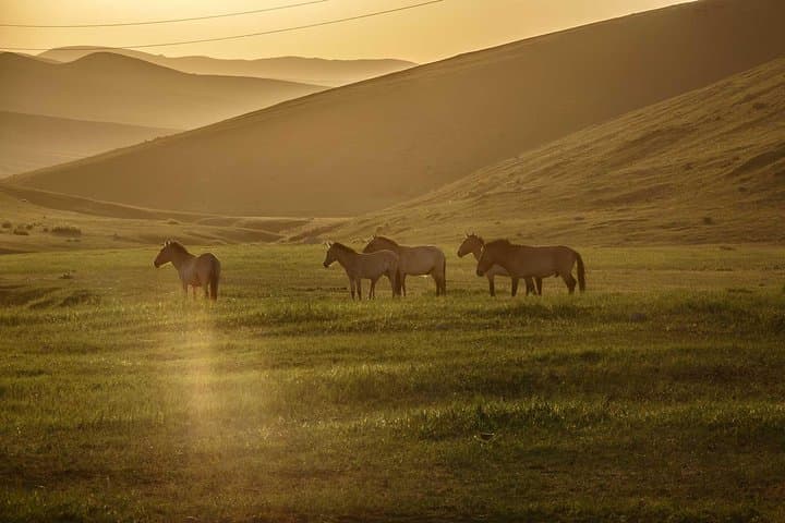 Khustai National Park 2-Day Tour — See Przewalski Horses from Ulaanbaatar