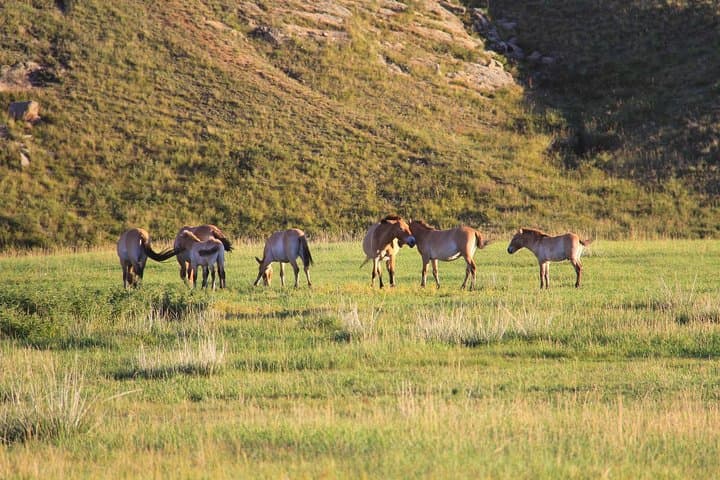 Khustai National Park 2-Day Tour — See Przewalski Horses from Ulaanbaatar photo 5