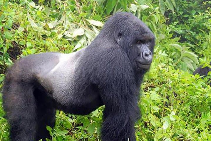 Gorilla Tracking in Bwindi Impenetrable National Park: A Practical Guide photo 4