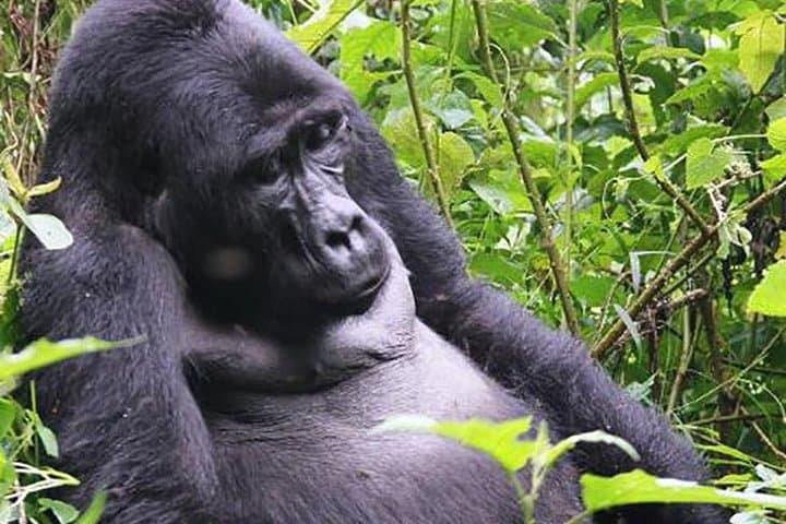 Gorilla Tracking in Bwindi Impenetrable National Park: A Practical Guide photo 5