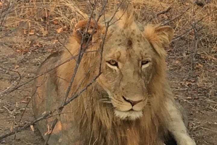 Maputo-to-Kruger: 2-Day Safari Adventure with Night Drive and Bush Walk