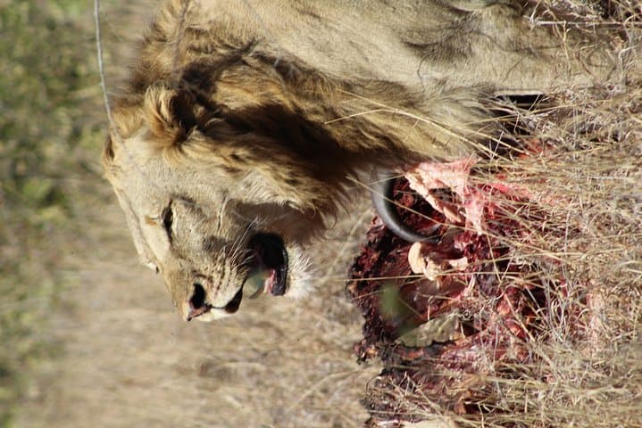 Maputo-to-Kruger: 2-Day Safari Adventure with Night Drive and Bush Walk photo 3