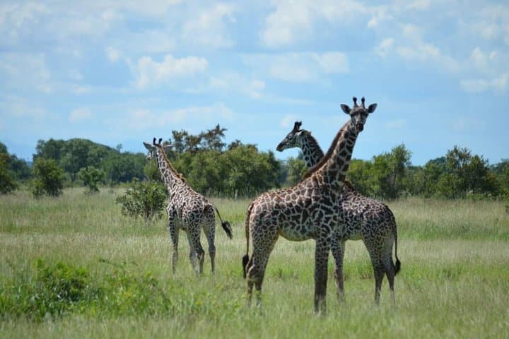 Weekend Safari: 2-Day Mikumi National Park Tour from Dar es Salaam photo 1
