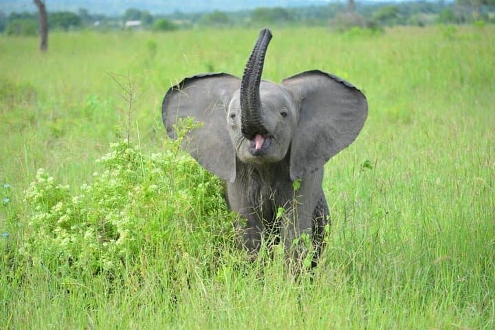Weekend Safari: 2-Day Mikumi National Park Tour from Dar es Salaam photo 2