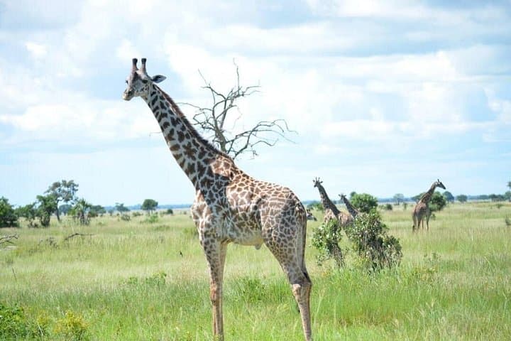 Weekend Safari: 2-Day Mikumi National Park Tour from Dar es Salaam photo 4