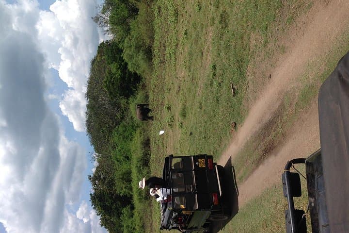 Half-Day Minneriya Safari: See the World’s Largest Elephant Gathering from Habarana photo 3