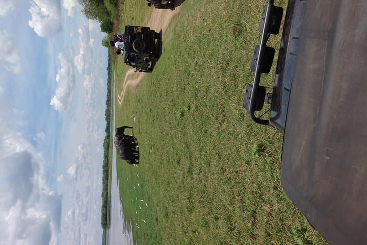 Half-Day Minneriya Safari: See the World’s Largest Elephant Gathering from Habarana photo 4