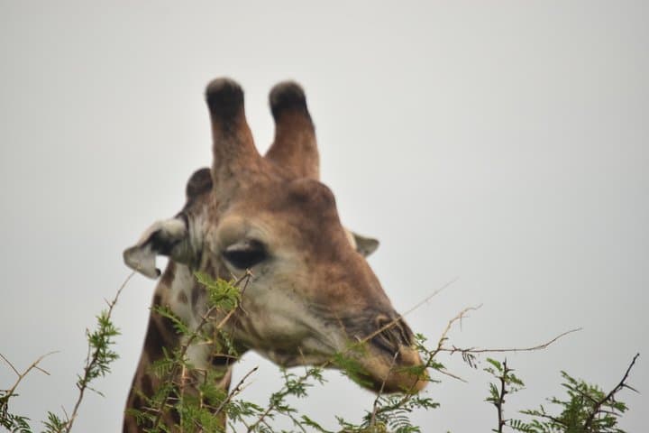 Maputo-to-Kruger: 2-Day Safari Adventure with Night Drive and Bush Walk photo 2