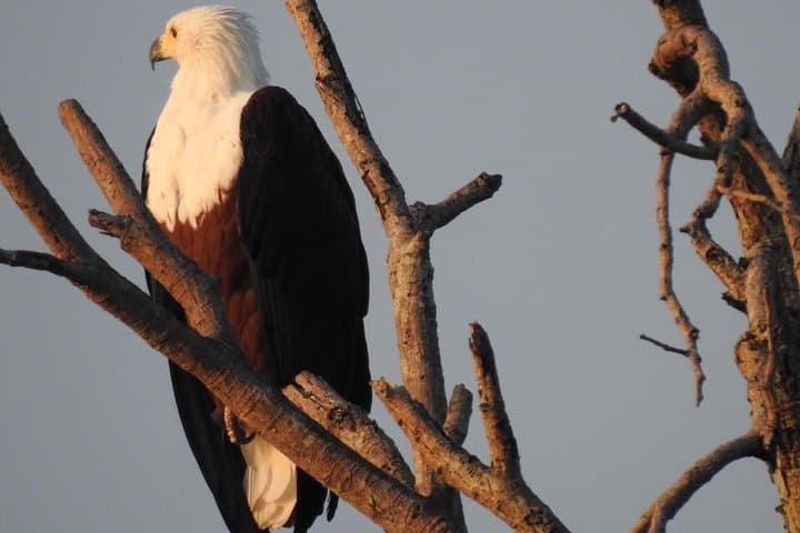 Maputo-to-Kruger: 2-Day Safari Adventure with Night Drive and Bush Walk photo 4