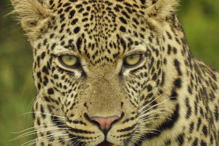 Maputo-to-Kruger: 2-Day Safari Adventure with Night Drive and Bush Walk photo 5