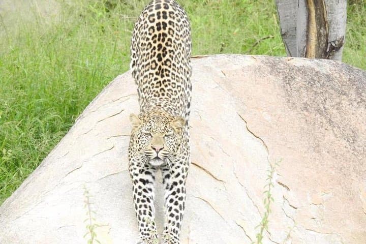 Maputo-to-Kruger: 2-Day Safari Adventure with Night Drive and Bush Walk photo 6