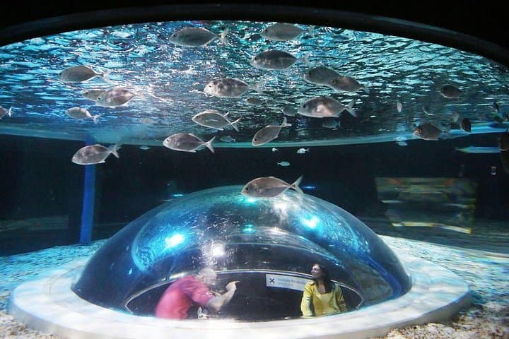 AquaRio Guided Tour with Transfer — Skip-the-Line Rio Aquarium Experience photo 3