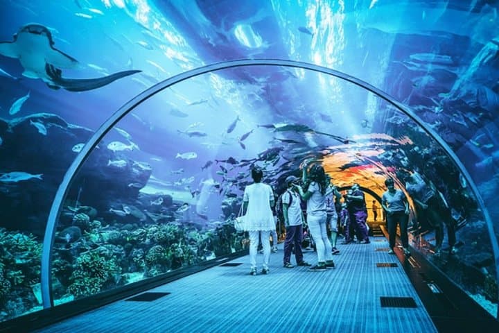 AquaRio Guided Tour with Transfer — Skip-the-Line Rio Aquarium Experience photo 6