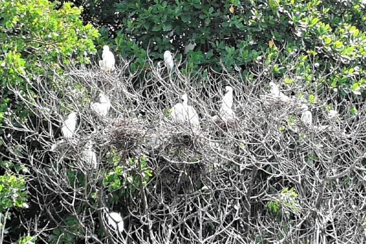 YS Falls & Black River Safari from Falmouth — Waterfalls, Crocodiles & Local Lunch photo 2