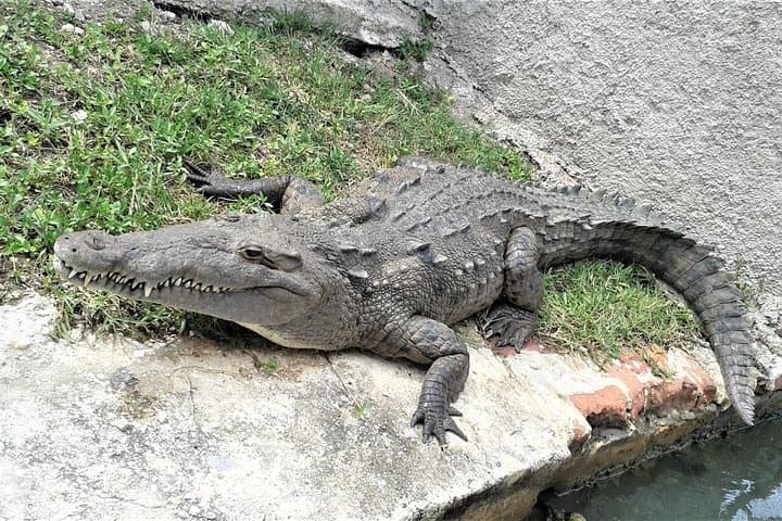 YS Falls and Black River Safari: Private Day Trip from Negril photo 3