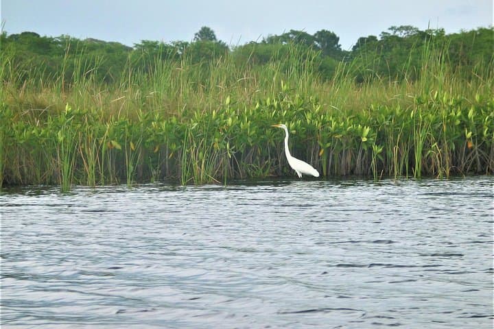 YS Falls & Black River Safari from Falmouth — Waterfalls, Crocodiles & Local Lunch photo 4