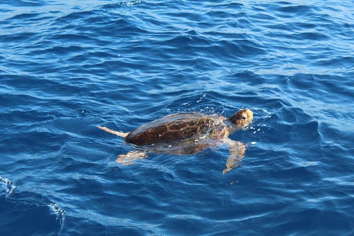 Private Sailing Charter in Tenerife South — Half-Day Yacht from Costa Adeje photo 2