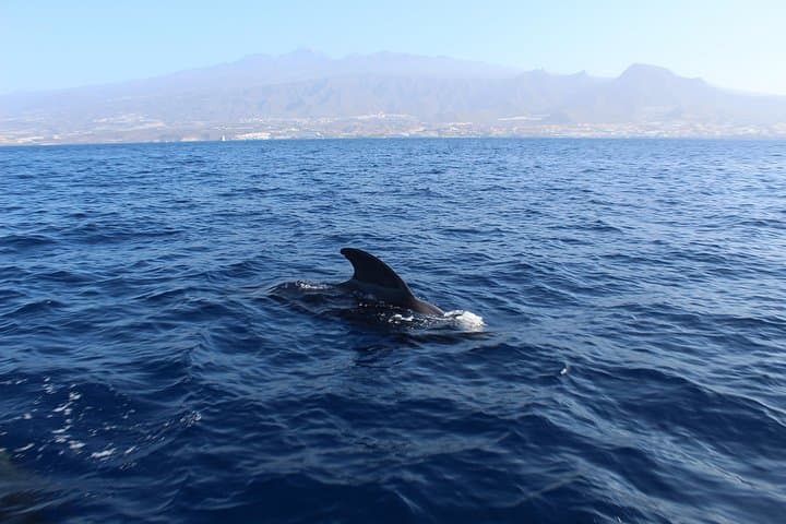 Private Sailing Charter in Tenerife South — Half-Day Yacht from Costa Adeje photo 3