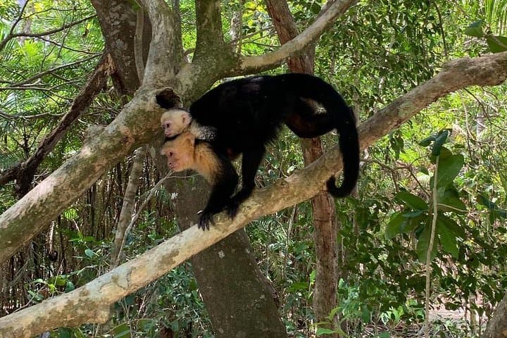 Roatán Rescued-Animal Sanctuary Tour — Macaws, Monkeys & Island Flavors photo 4