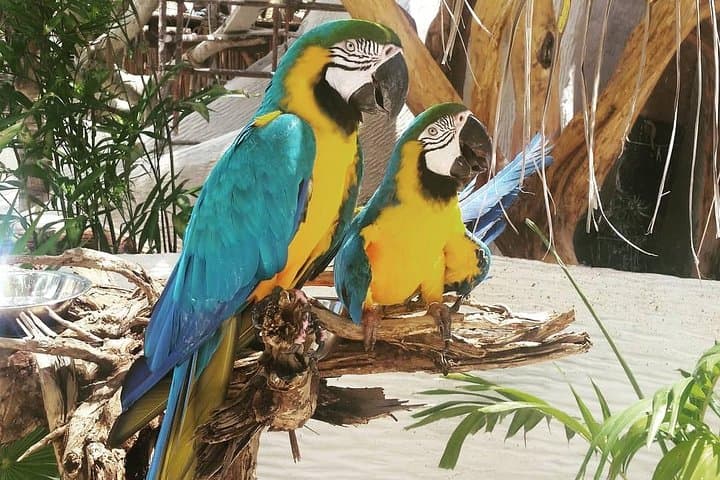 Roatán Rescued-Animal Sanctuary Tour — Macaws, Monkeys & Island Flavors photo 5