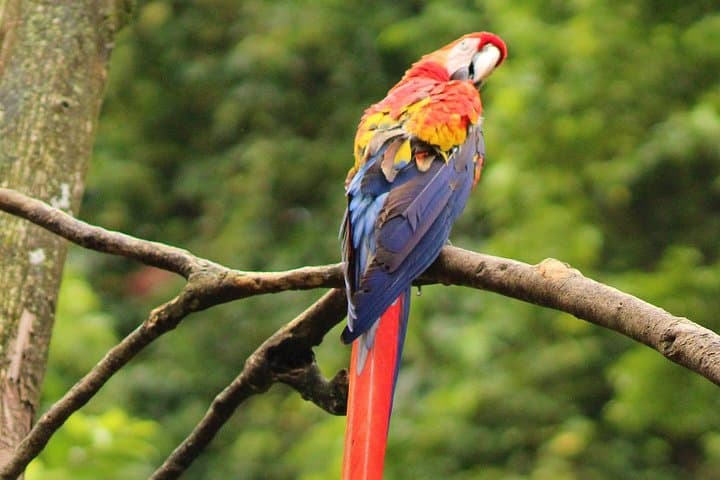 Roatán Rescued-Animal Sanctuary Tour — Macaws, Monkeys & Island Flavors photo 6